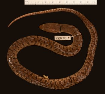 Media type: image;   Herpetology R-22670